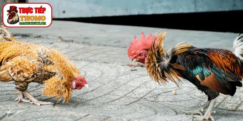 Chiến thuật và kinh nghiệm chơi đá gà mạng