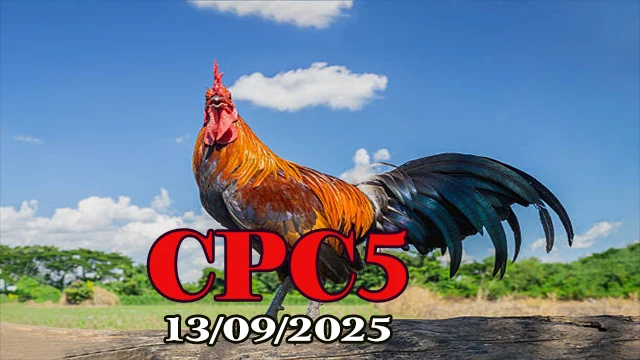 Đá gà trực tiếp Campuchia C5 clip ngày 13/09/2025