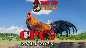Link clip đá gà trực tiếp Thomo CPC5 hôm nay 23112025 mới nhất