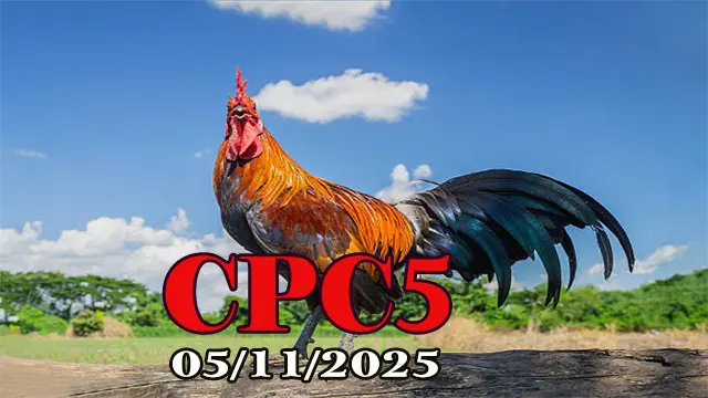 Xem clip đá gà trực tiếp CPC5 hôm nay 05/11/2025 phát lại