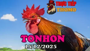 Video phát lại đá gà Tonhon trực tiếp 15122025