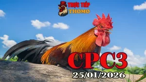 Link Xem Video Đá Gà Trực Tiếp CPC3 Ngày 25012026