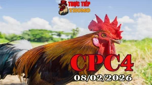 Xem video đá gà trực tiếp CPC4 ngày 08022026 chất lượng HD