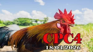 Trực tiếp clip đá gà CPC4 hôm nay 18032026 – Video HD