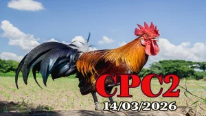 Video đá gà CPC2 ngày 14032026 – Xem lại các trận gà Thomo cực hay