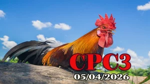 Full clip phát lại đá gà Thomo CPC3 ngày 05042026