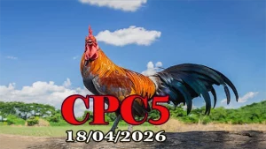 Full video đá gà Thomo CPC5 ngày 18042026
