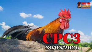 Xem video đá gà trực tiếp CPC3 ngày 30052026 full HD