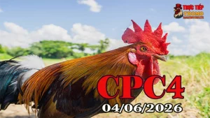 Clip đá gà Thomo CPC4 nổi bật ngày 04062026
