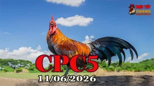 Xem video đá gà CPC5 ngày 11062026 chất lượng HD